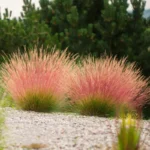 festuca-glauca-sunrise-3
