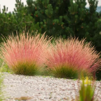festuca-glauca-sunrise-3
