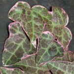 hedera-rhombea-variegara-1