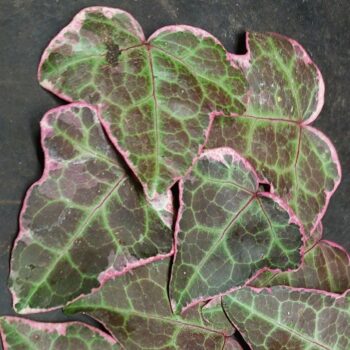 hedera-rhombea-variegara-1