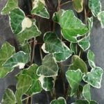 hedera-rhombea-variegara-2