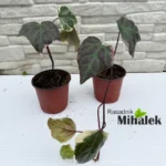 hedera-rhombea-variegata-sadnice
