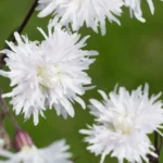 lychnis-petit-henri-2