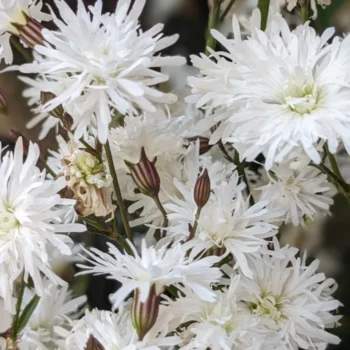 lychnis-petit-henri-3