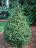 picea-abies-pyramidalis-1