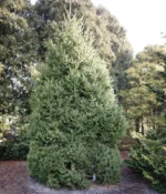 picea-abies-pyramidalis-2