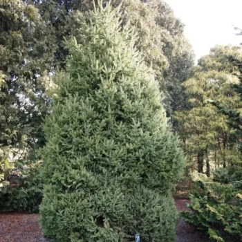 picea-abies-pyramidalis-2