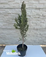 picea-abies-pyramidalis-sadnica