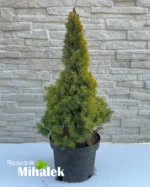 picea-conica-maigold-sadnica