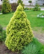 picea-glauca-conica-maigold-2
