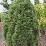 pinus-sylvestris-globosa-viridis-1