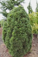 pinus-sylvestris-globosa-viridis-1