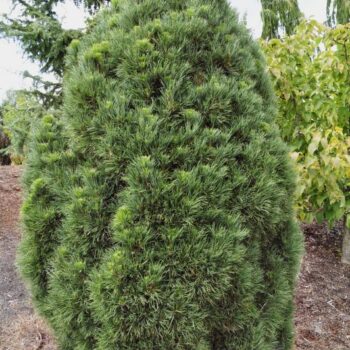 pinus-sylvestris-globosa-viridis-1