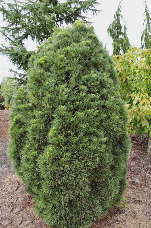 pinus-sylvestris-globosa-viridis-1 pinus-sylvestris-globosa-viridis-1