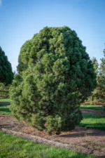 pinus-sylvestris-globosa-viridis-2