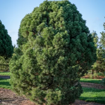 pinus-sylvestris-globosa-viridis-2