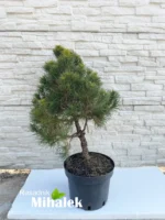 pinus-sylvestris-globosa-viridis-sadnice-1