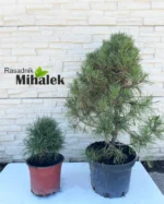 pinus-viridis-sadnice