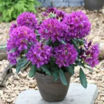 rododendron-marcel-menard-1