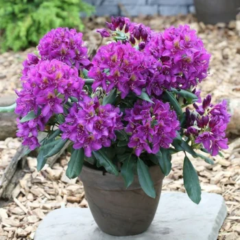 rododendron-marcel-menard-1