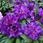 rododendron-marcel-menard-2