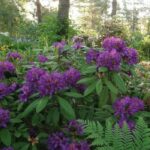 rododendron-marcel-menard-3