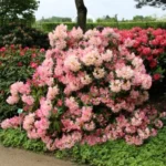 rododendron-percy-wiseman-2