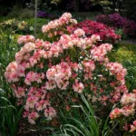 rododendron-percy-wiseman-3