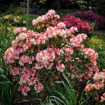 rododendron-percy-wiseman-3