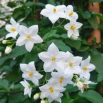 solanum-jasminoides-1