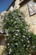 solanum-jasminoides-2