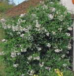 solanum-jasminoides-3