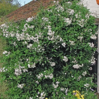 solanum-jasminoides-3