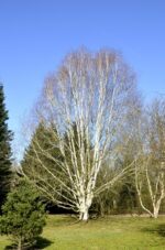 Betula-utilis-Doorenbos-2