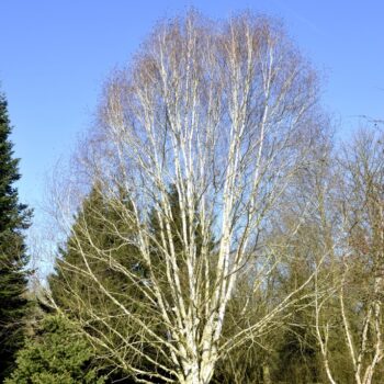 Betula-utilis-Doorenbos-2