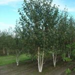Betula-utilis-Doorenbos-3