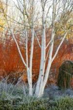 Betula-utilis-Doorenbos-4