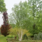 Betula-utilis-Doorenbos-5