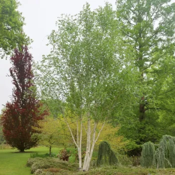 Betula-utilis-Doorenbos-5