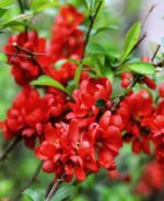 Chaenomeles-x-superba-Red-Trail-cidonija-1