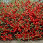 Chaenomeles-x-superba-Red-Trail-cidonija-2