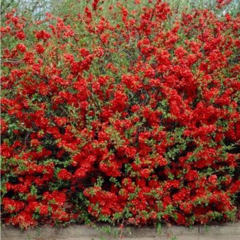 Chaenomeles-x-superba-Red-Trail-cidonija-2