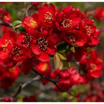 Chaenomeles-x-superba-Red-Trail-cidonija-3
