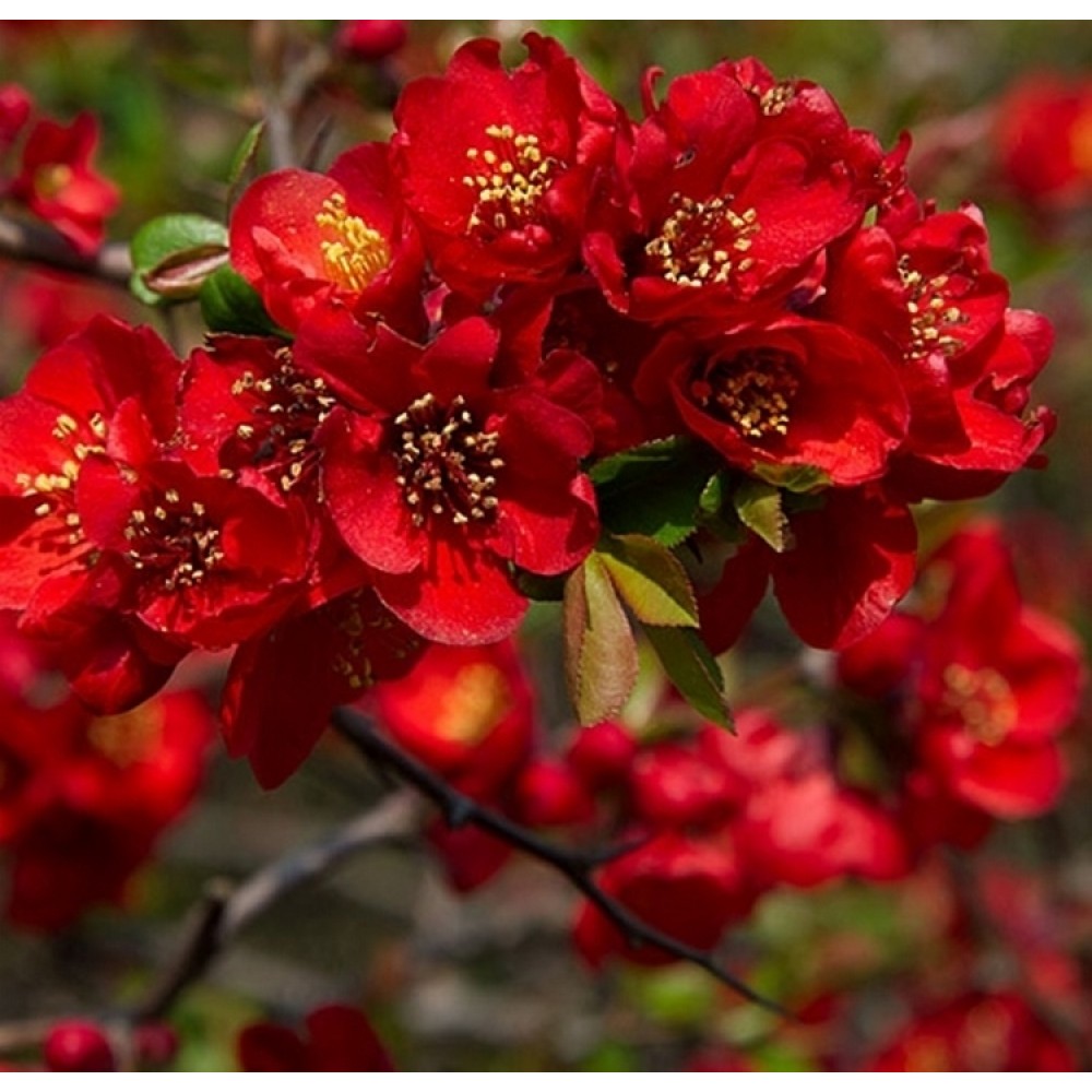 Chaenomeles-x-superba-Red-Trail-cidonija-3 Chaenomeles-x-superba-Red-Trail-cidonija-3