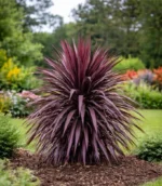 Cordyline-burgundy-spire-1