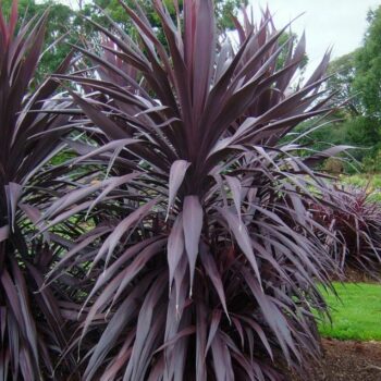 Cordyline-burgundy-spire-2