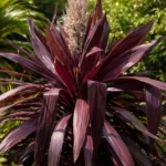 Cordyline-superstar-3