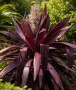 Cordyline-superstar-3