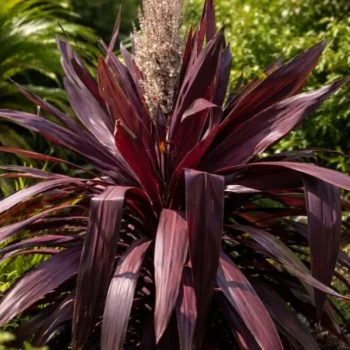 Cordyline-superstar-3