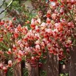 Cytisus-Roter-Favorit-4
